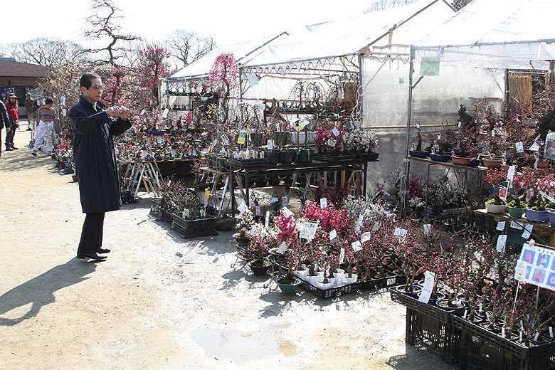 Замок Осака, Выставка-продажа бонсай (Osaka Castle, Bonsai Exhibition and Sale)