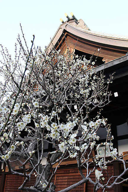 Осака, Храм Тэммангу (Osaka, Temmangu Shrine)