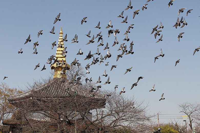 Осака, Храм Иссин-дзи (Osaka, Isshin-ji Temple)